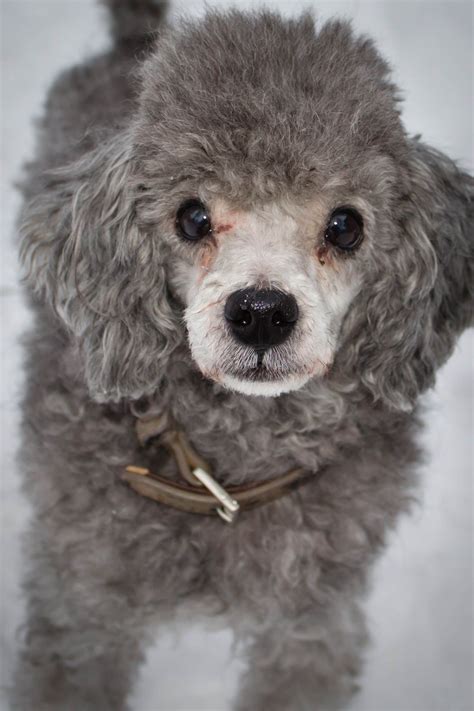 Poodle Toy Silver at Mark Lenhardt blog