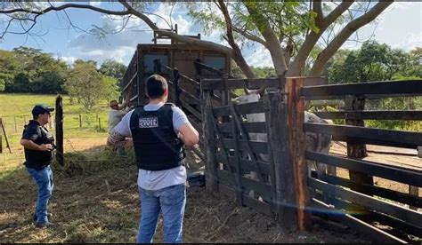 Dono De A Ougue Preso Por Suspeita De Receptar Cabe As De Gado