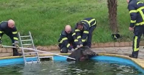 Des Pompiers Sauvent Un Sanglier Tomb Dans Une Piscine