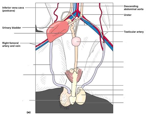 cat male reproductive system Quiz