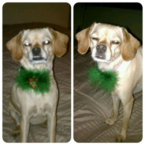 how to put bows on dogs with short hair