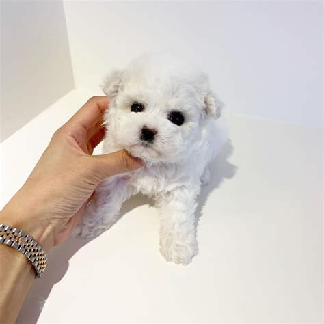 Affordable teacup puppies for sale | 702 Pros