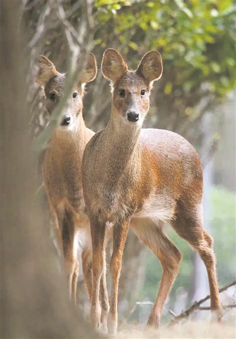 Chinese Water Deer Science Museum Opens In Songjiang Shine News