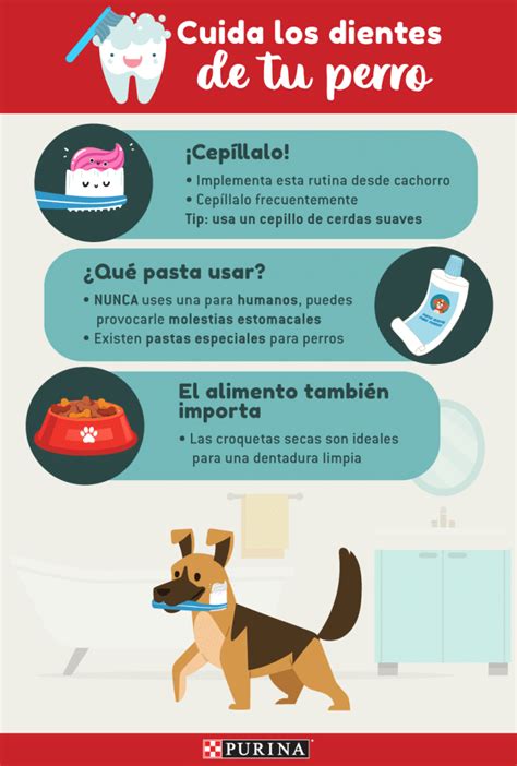 Consejos De Cuidado De Los Dientes De Tu Perro Doncomo ️