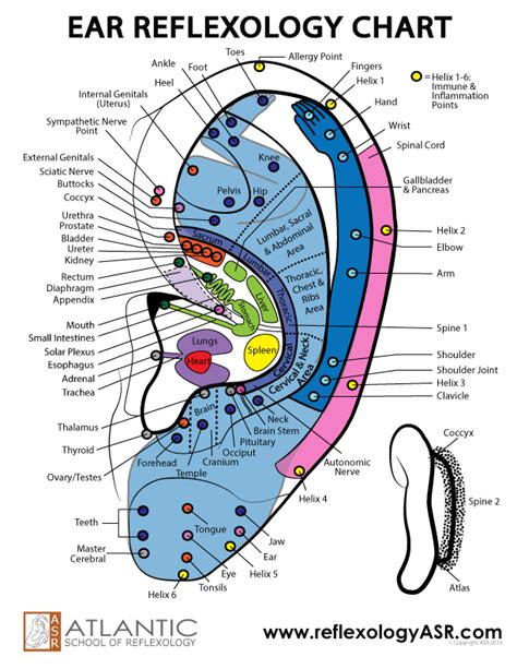 Discover More About Ear Reflexology