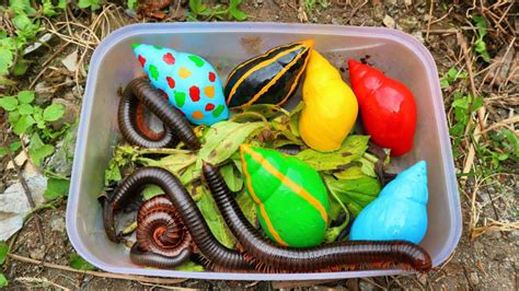 Hunting Rainbow Snail Bekicot Kaki Seribu Keong Siput Melon Siput