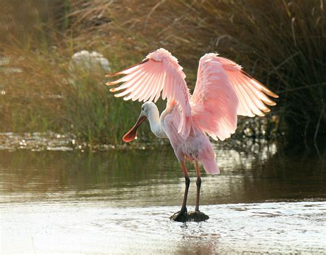 Roseate Spoonbill At Florida S St Marks National Wildlife Refuge Fws Gov