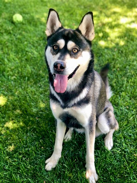 Mackenzie River Husky