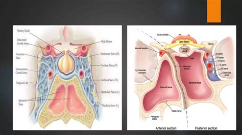 Nasal Cavity And Sphenoid Sinus Anatomy Ppt