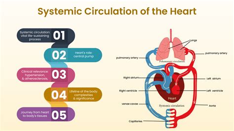 Understanding Systemic Circulation of the Heart