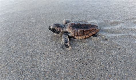 A Surge of Sea Turtle Hatchlings – Garden & Gun