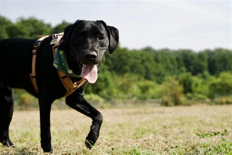 Black Labradors: Breed Guide, Traits, and Care Tips Inside