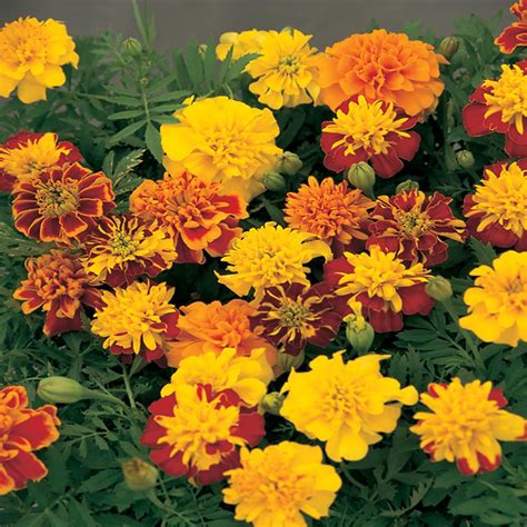 188 Pint Dwarf Marigold Plant 607258 The Home Depot