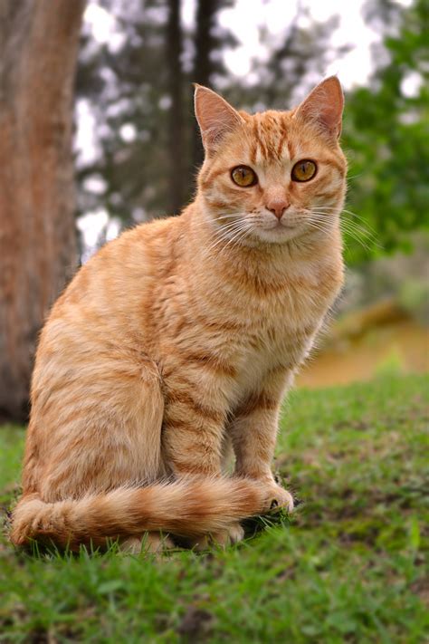 Fotos Gratis Naturaleza Animal Linda Mascota Naranja Felino