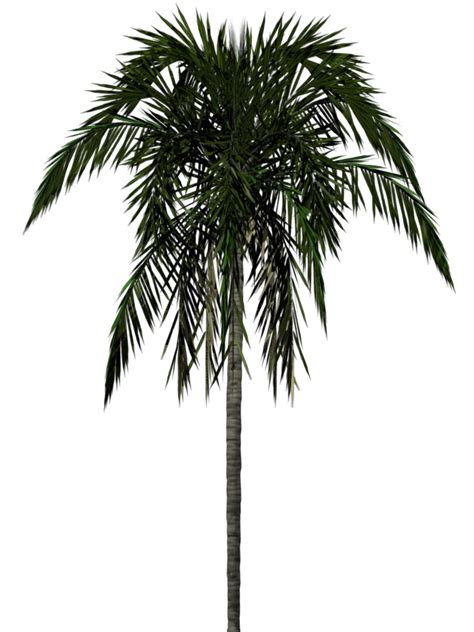 Palm Tree Png Transparent Image Download Size 768x1024px