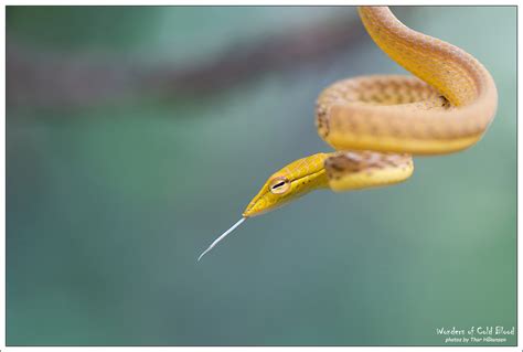 Ahaetulla Prasina Oriental Vine Snake Trang Thailand Thor Hakonsen