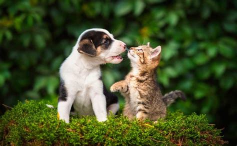 5 Claves Para La Convivencia Entre Perros Y Gatos Las Almenas