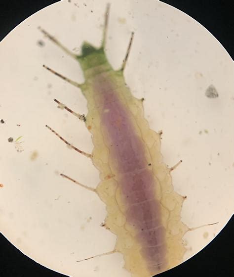 Hydrophilidae Larva Berosus Bugguidenet