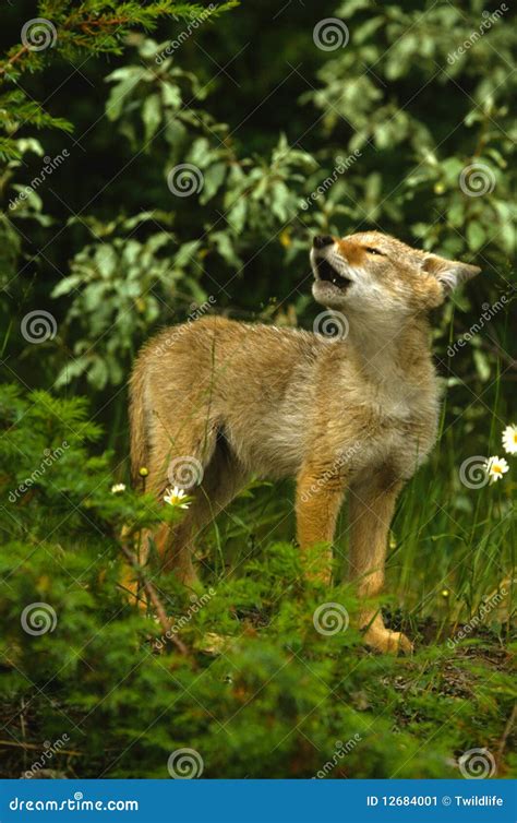 Cute Coyote Pup Howling stock image. Image of wild, ears - 12684001