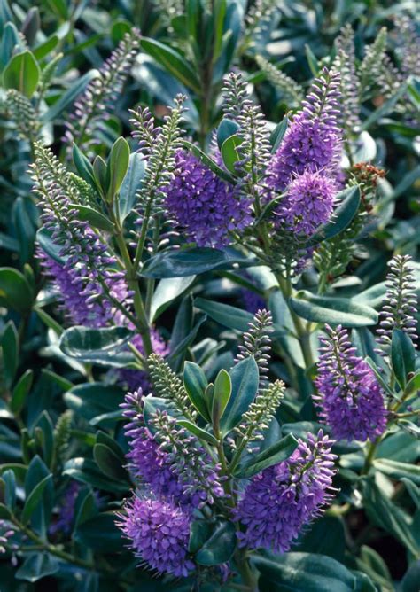 Buy Hebe Plants Shrubs Hebe Hedging Hopes Grove Nurseries Uk