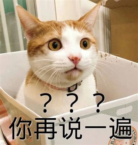 养猫之后，我就后悔了：为什么我没早点养啊 蒲公英 猫 乐乐 新浪新闻