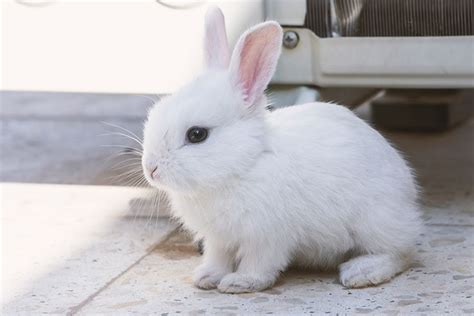 Cute liffle white rabbit with his pink ears standing up #rabbit #pet # ...