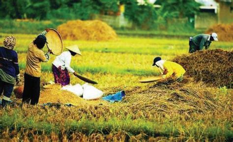 17 (Tujuh Belas) Hasil Pertanian dan Perkebunan di Indonesia