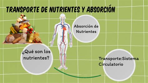 Transporte Y Absorci N De Nutrientes By Anghely Arlet Farfan Urquizo On