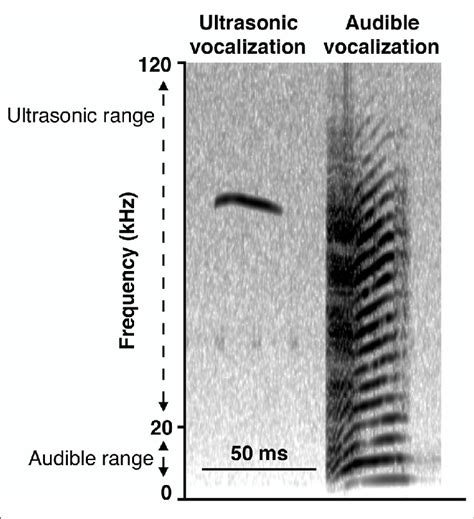 Representative Spectrograms Of Recording Of Vocalizations Ultrasonic Download Scientific