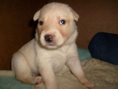 Red Nose Pitbull Puppy 6 Weeks