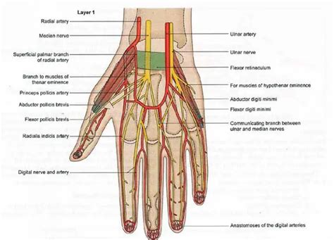 Ulnar Artery Anatomy Location Branches Learn From Doctor