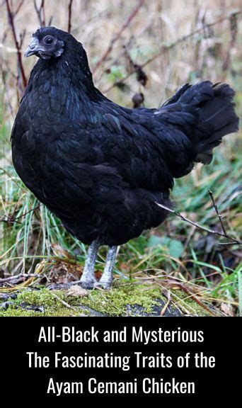 whatsappimage  atpmjpeg