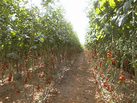 Tomato plants 4 Free Photo Download | FreeImages