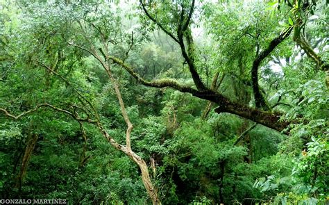 File:Selva montana de las Yungas en Catamarca, Argentina.jpg