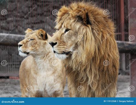 Lion Family Royalty-Free Stock Photography | CartoonDealer.com #12305369