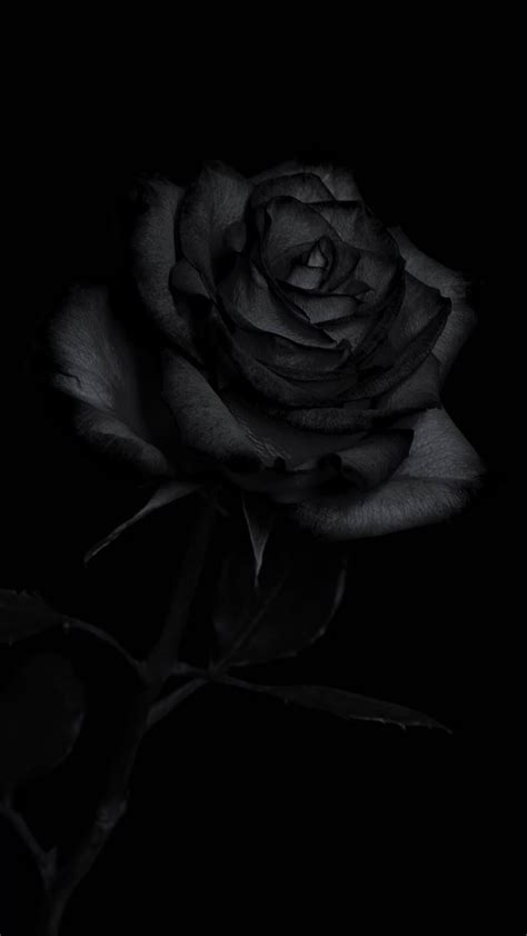 Black Rose Wallpaper - Aesthetic and Beautiful