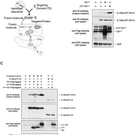 Enhanced secretion of Fc-fusion proteins and monoclonal antibodies. (a ...