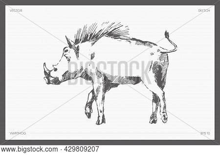 Drawn Vector Warthog Vector & Photo (Free Trial) | Bigstock