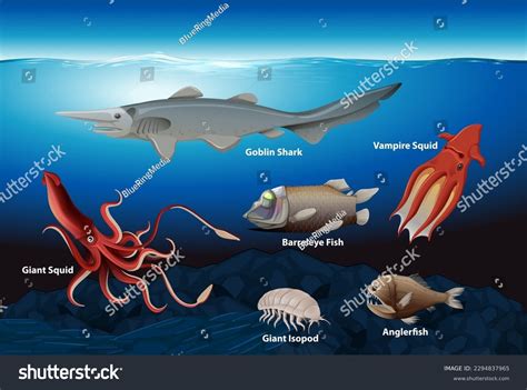 Deep Sea Creatures Collection Illustration Stock Vector (Royalty Free ...