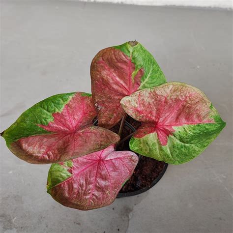 New Caladium Thai Hybrid Furniture Home Living Gardening Plants