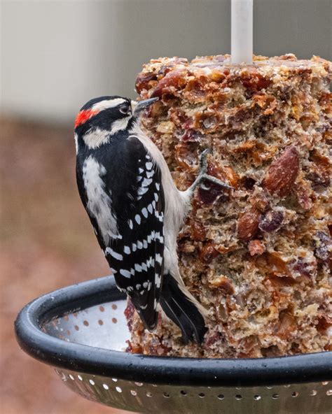 Downy Woodpecker - FeederWatch