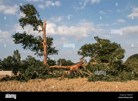 Lightning Damaged Oak Tree At A Result Of Lightning Strike Stock Photo