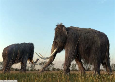 Woolly Mammoth Facts For Kids & Adults: Meet A Famous Ice Age Animal