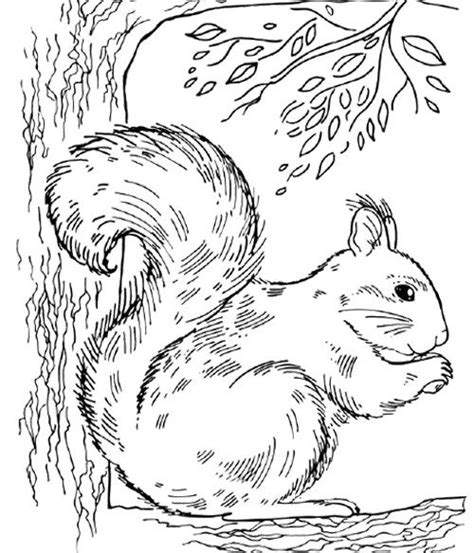 Squirrel In The Tree Coloring Pages