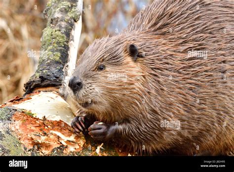 Beaver Feeding On Tree Bark Hi Res Stock Photography And Images Alamy