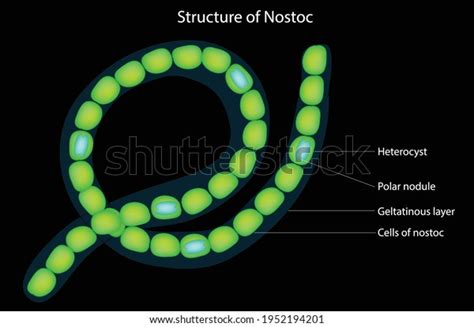 Heterocyst Diagram Shutterstock