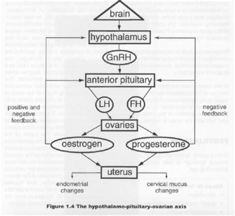 Hpo Axis Prolactin