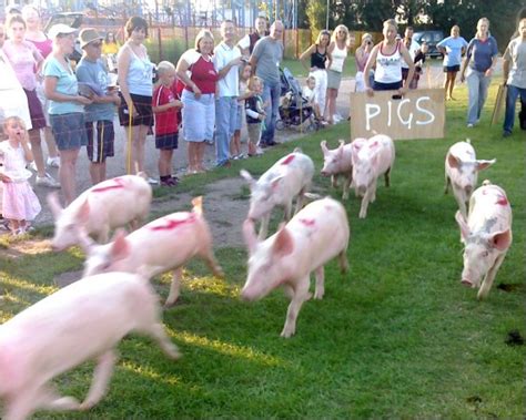 Pig racing is a runaway success at Brean Leisure Park!