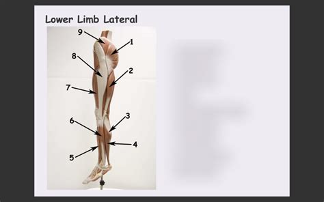 Lower Limb Lateral Diagram Quizlet