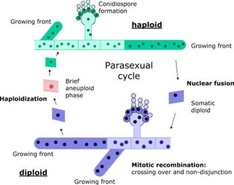 Parasexuality Or Parasexual Cycle Plant Science 4 U